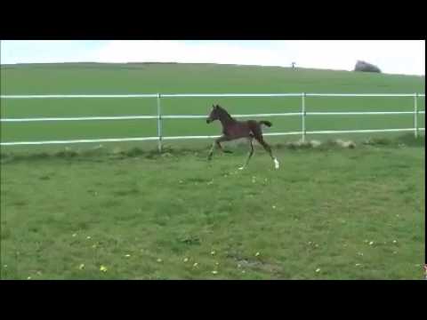 Hann.Spitzenstutfohlen For Romance l OLD-Londonderry-Don Cavallo