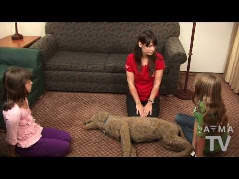 AVMA TV: CPR for Pets