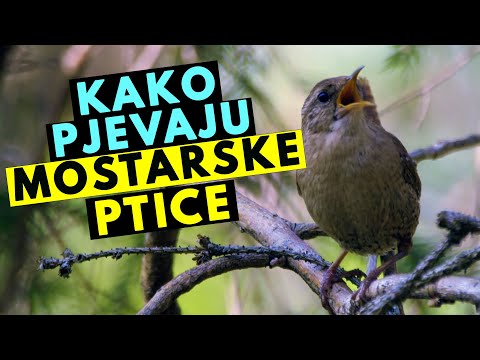 Kako Ptice Cvrkuću u Mostaru? Pogodi šta kažu Mostarske ptice!
