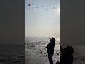 FEEDING SEAGULLS On The BEACH Shorts