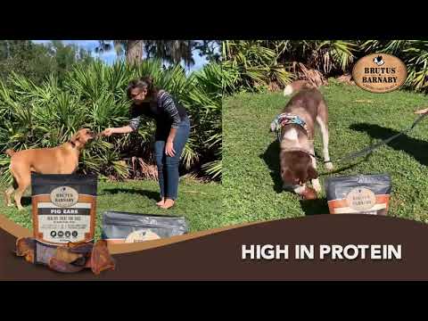 Pig Ears are the BEST dog treat you can give your dog!