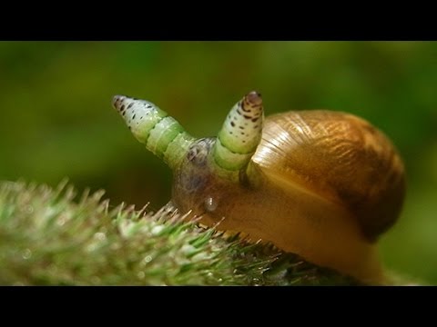 ZOMBIE SNAILS