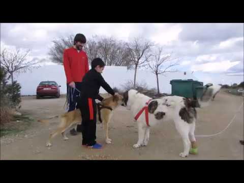 Sancho with children and male and female dogs