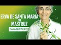 Erva de Santa Maria ou Mastruz: vermífuga, antiviral, analgésica…