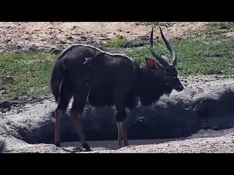 Djuma: Nyala bulls and birds - 10/18/20