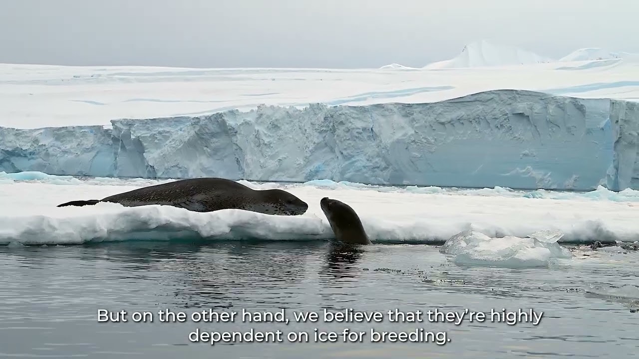 Leopard Seals Environmental Change