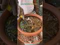 Delhi Ke Famous Golgappe Panipuri Delhi Street Food