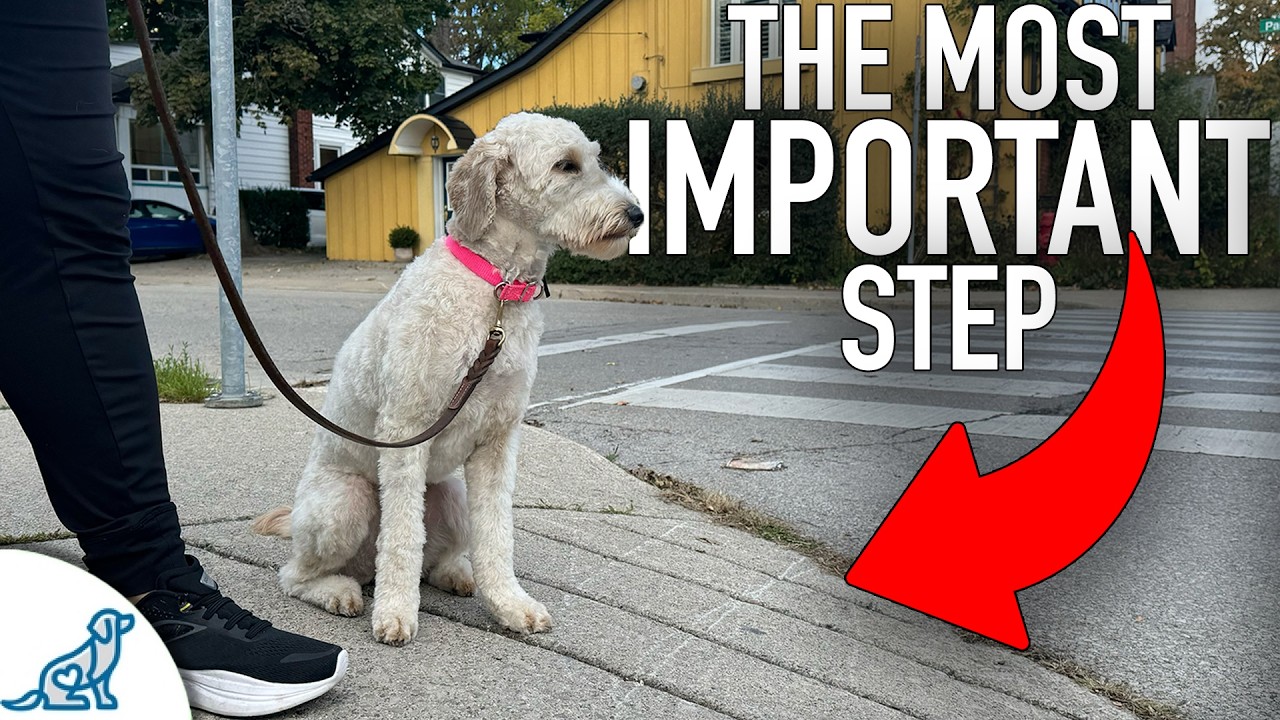 STOP Traditional Leash Walking And Try THIS Instead!