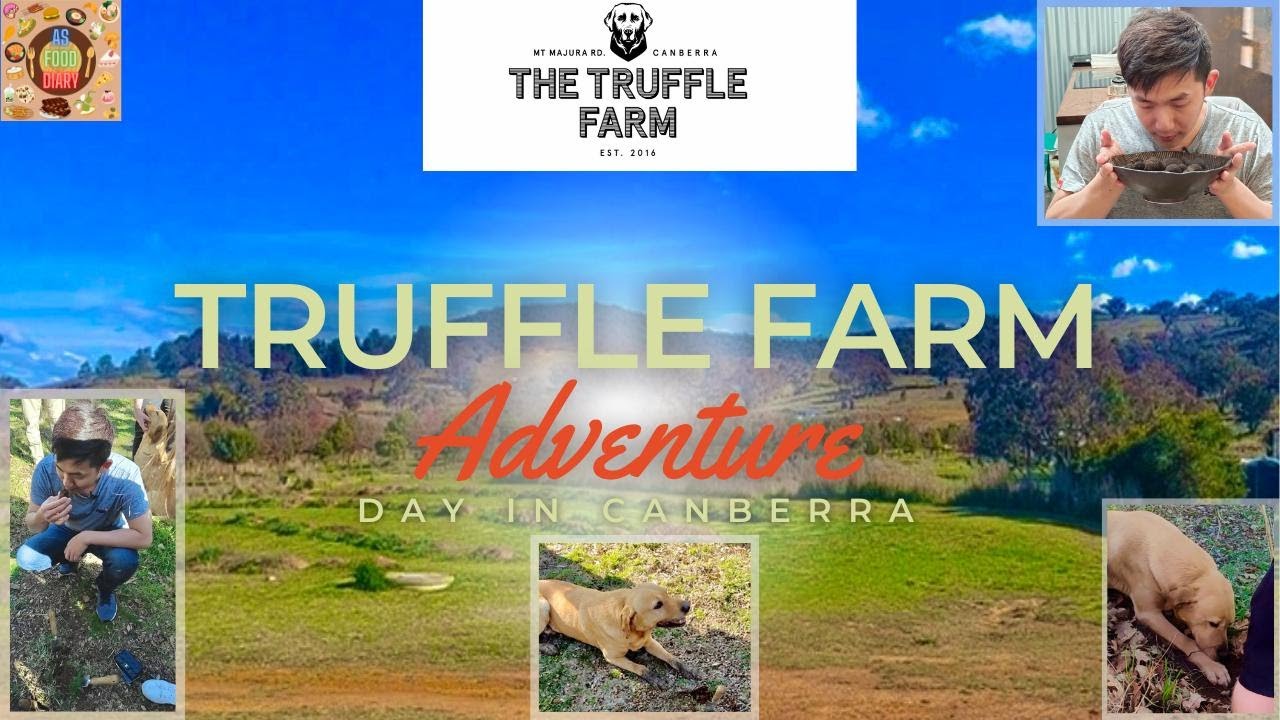 Join a visitor as he embarks on a tour to Truffle Farm Canberra.