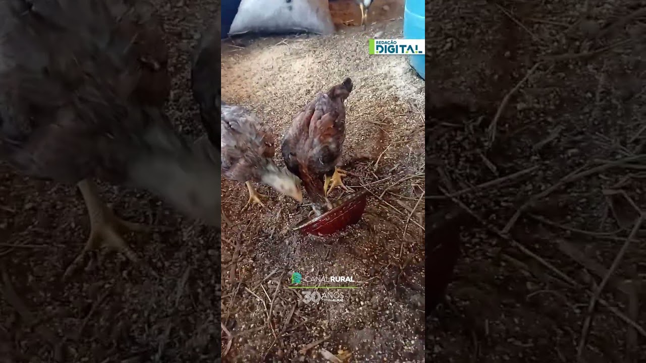 Ave pisa na vasilha, derruba tudo e leva bronca do tutor