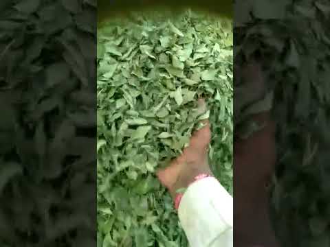 Dry Curry Leaves