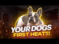 SURVIVING YOUR  DOG IN HEAT | Tips For Dogs In Heat | French Bulldog