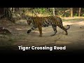 Tiger Crossing Road Video Tiger Video