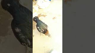 Download lagu Babon magon pukulan keras mp3 Download lagu Babon magon pukulan keras mp3