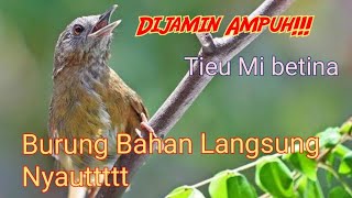 Download lagu wambie mini betina / tieu mi betina , pancingan bahan langsung respon... mp3