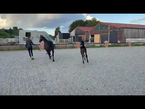 Recent homevideo