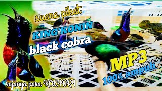 Download lagu SUARA PIKAT BURUNG KING'KONIN/ KOLIBRI #suaraburung mp3