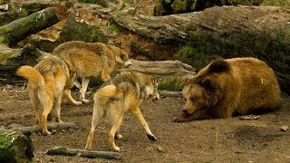 Wildlife BiH  | Medvjed - Vuk  |  Bosnian Brown Bear - Bosnian Grey Wolf