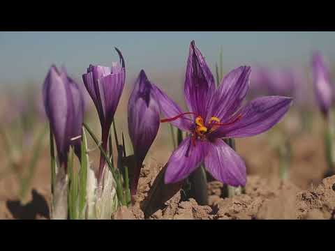 Safran – Das goldene Gewürz: Geschichte, Mythen und seine erstaunlichen Vorteile