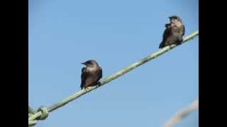 preview picture of video 'Aves do Brasil. Progne tapera - Andorinha-do-campo - Brown-chested Martin. Casal. Canon SX 40 HS'
