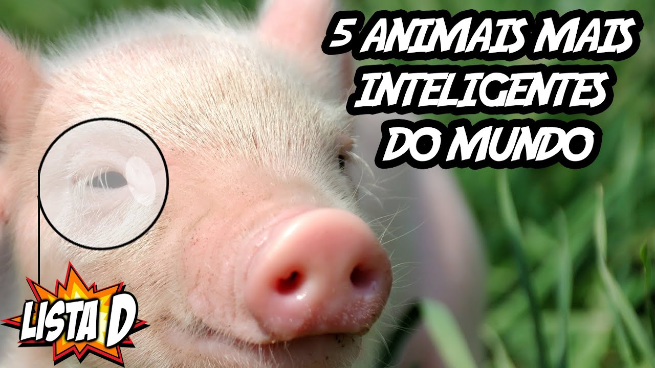 5 Animais mais Inteligentes do Mundo - LISTA D