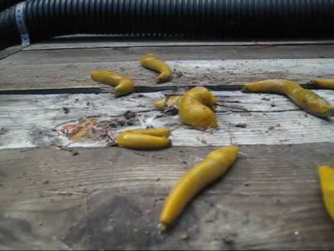 Time Lapse Banana Slugs