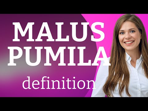 Malus pumila — what is MALUS PUMILA definition