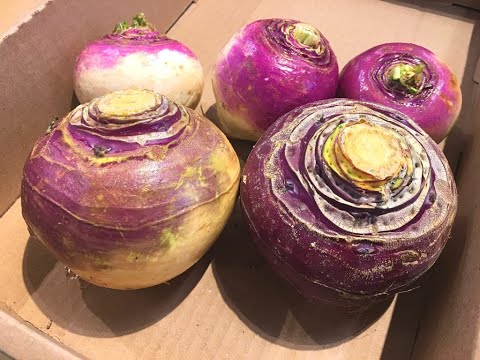 Turnip vs Rutabaga • Which is Which! Tips & Tricks 56