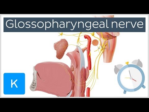Glossopharyngeal Nerve Overview in 5 minutes - Human Anatomy | Kenhub