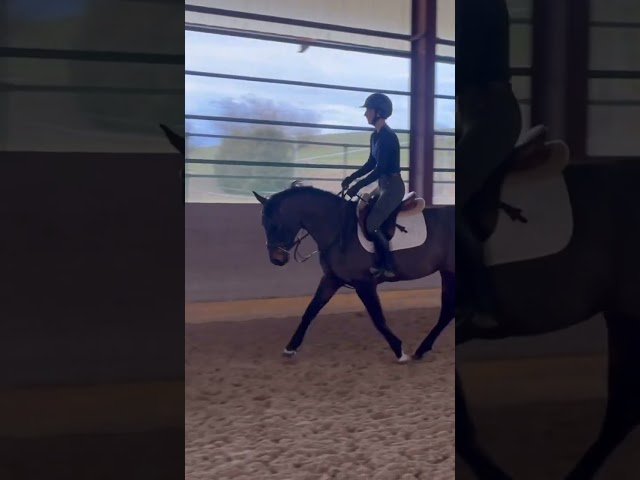 &Agrave; vendre Cassy de l&rsquo;&oelig;uf jument de 4 ans 