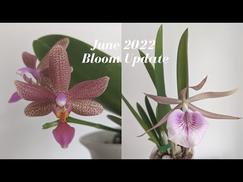 June 2022 Orchid Collection Bloom Update | Orchids Love Summer in NYC 🌸❤️
