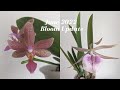 June 2022 Orchid Collection Bloom Update Orchids Love Summer In NYC ️