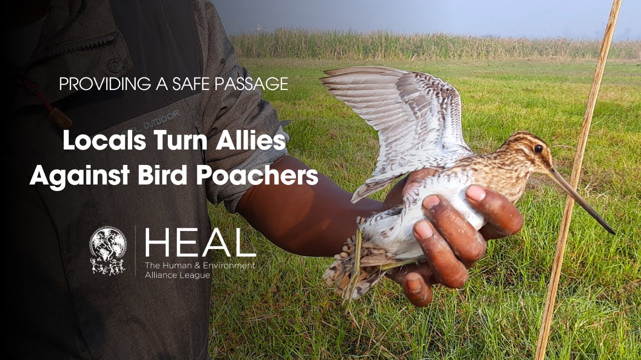 Providing a Safe Passage - Locals Turn Allies Against Bird Poachers