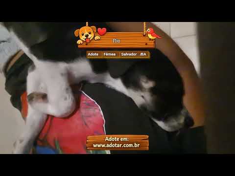 Vídeo de Rio