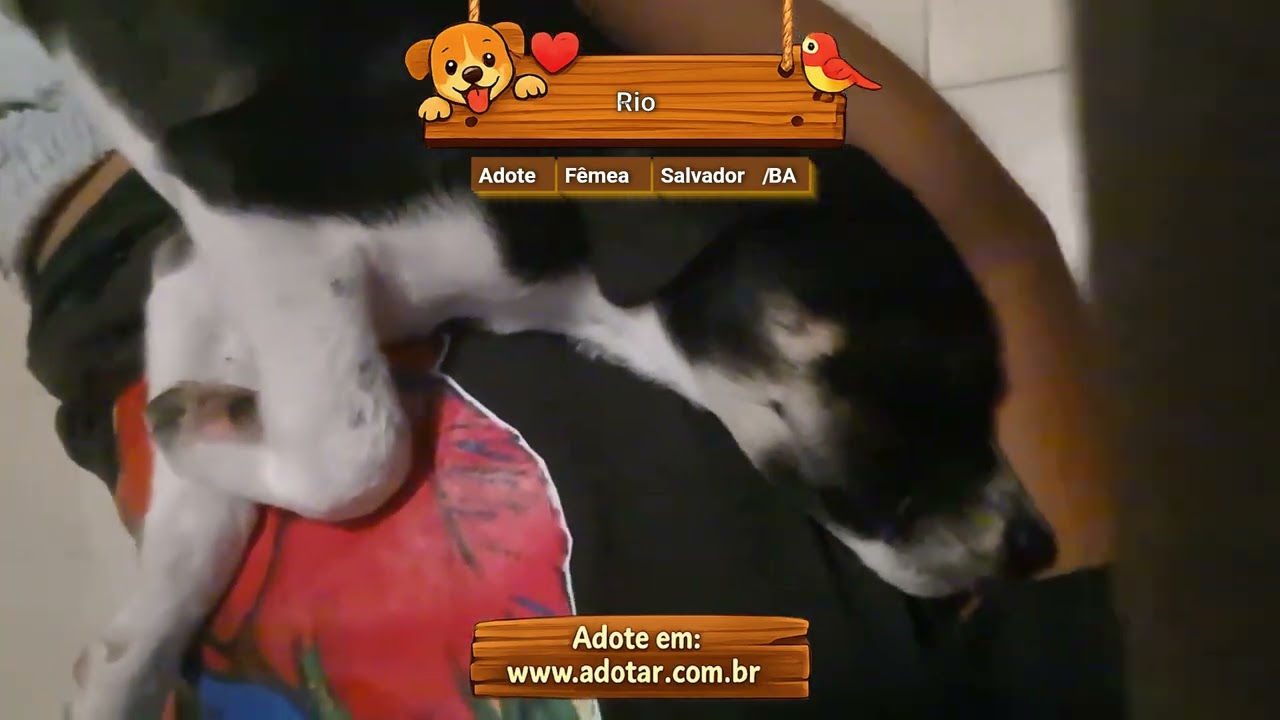 Cachorro raça SRD-ViraLata idade 2 a 6 meses nome Rio