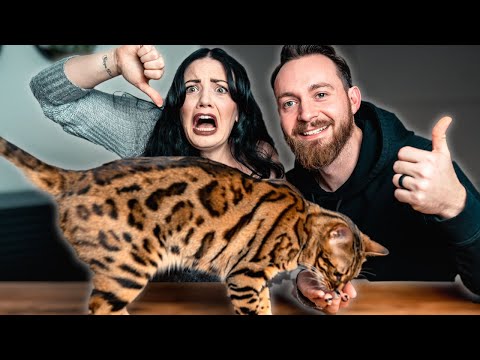 Bengal Cat PROS AND CONS || BEST or WORST Cat Breed?