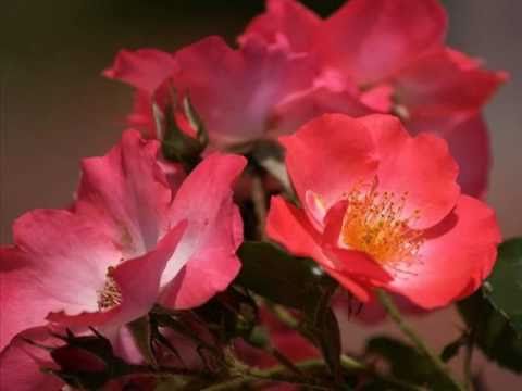 My Choice 728 - Gigliola & Trio Los Panchos: Tuyo es Mi Corazón