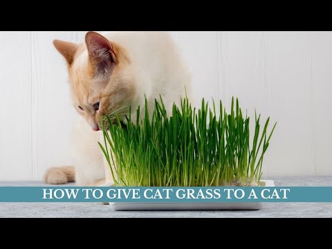 How to give cat grass to a cat updated 2021 || How to plant a cat grass