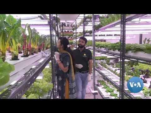 Hydroponic Farm Venture Flourishes in New Delhi Amid Pandemic