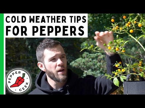 Cold Weather Tips For Growing Peppers - Pepper Geek