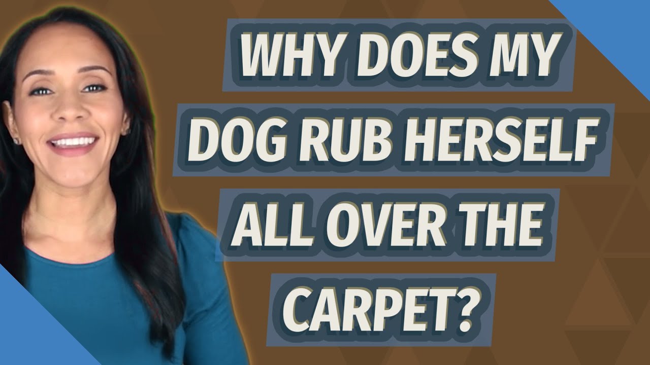 Why does my dog rub herself all over the carpet