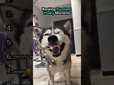 Ranking Funny Husky Moments😂