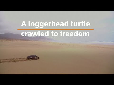 Rescued loggerhead turtle returns to the ocean