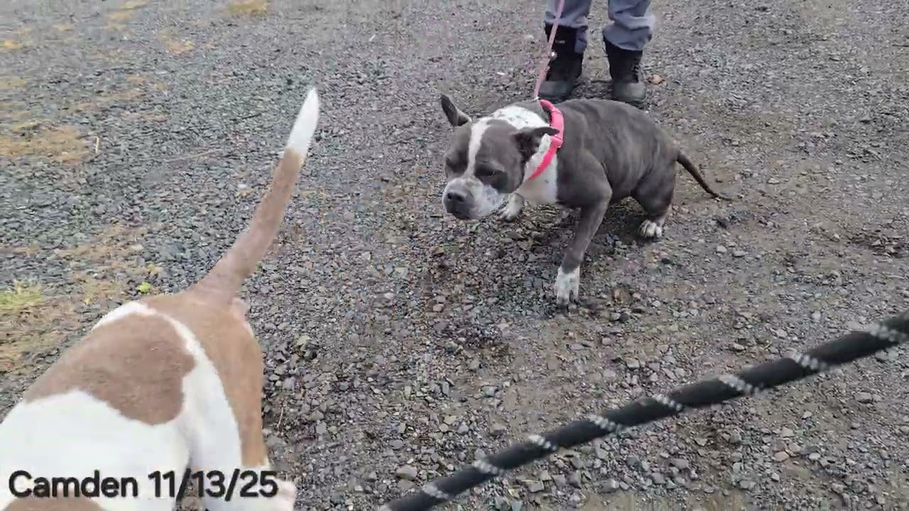Enlarge Camden, a Adoptable Pit Bull Terrier in Trenton, NJ video 2/3