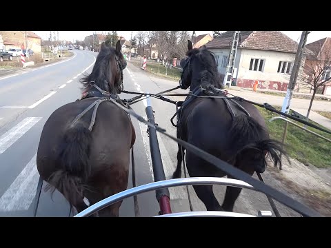 Caii lui Darius de la Izvin, Timis - 2022 Nou!!!