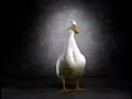 GEICO Commercial Duck 1999