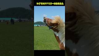 英国王室ゆかりの馬を撫でてみた！貴重すぎる体験🐴👑 #ロイヤルファミリー #王室 #馬好き #海外旅行 #イギリス暮らし
