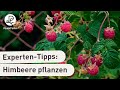 Himbeeren Pflanzen So Klappt S Anleitung