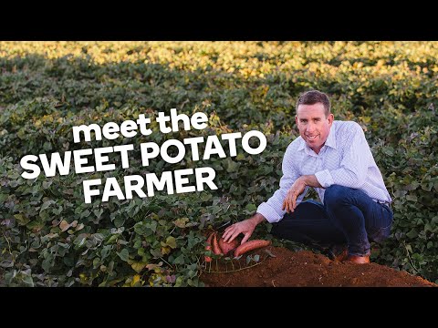 Meet the sweet potato farmer - Fresh stories from the farm