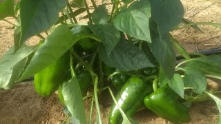 Irrigao por gotejamento